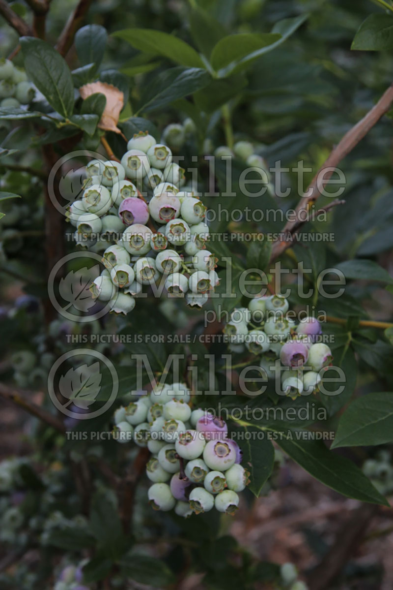 Vaccinium Duke (Blueberry) 5 