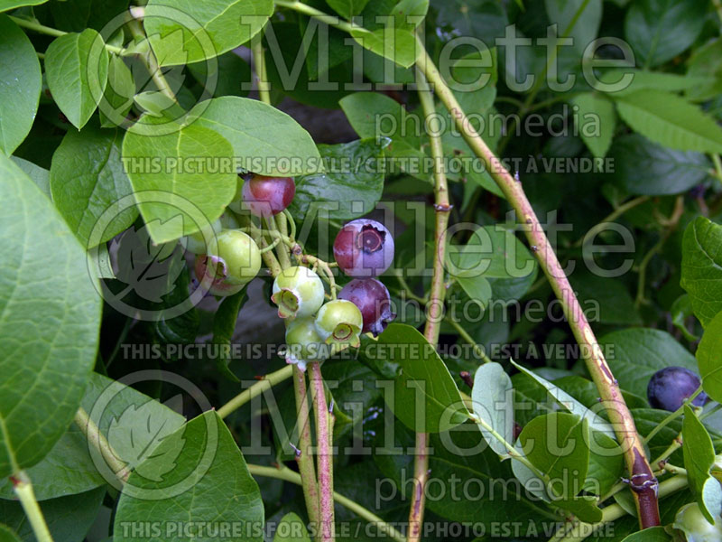 Vaccinium Duke (Blueberry) 3 