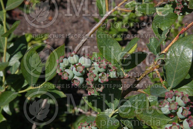 Vaccinium Northland (Blueberry)  1