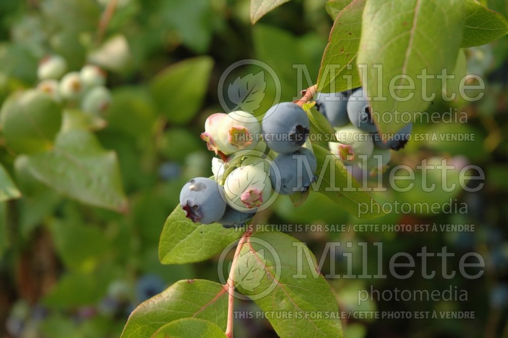 Vaccinium Northland (Blueberry)  3