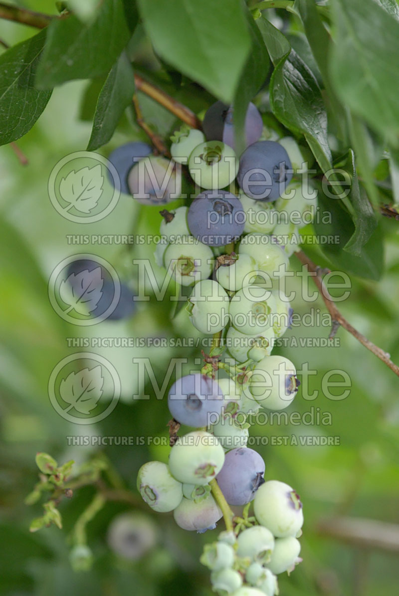 Vaccinium Patriot (Blueberry) 5 