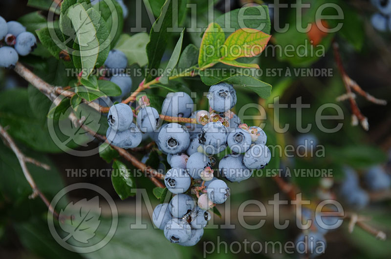 Vaccinium Patriot (Blueberry) 7 