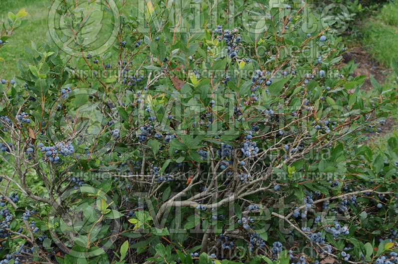 Vaccinium Patriot (Blueberry) 1  