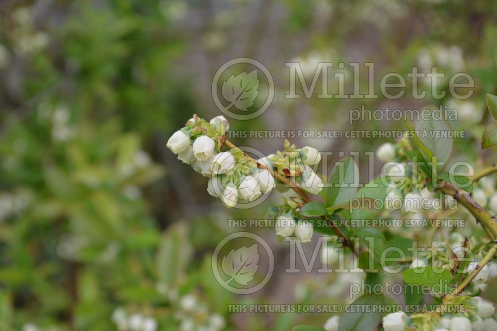 Vaccinium Patriot (Blueberry) 10 