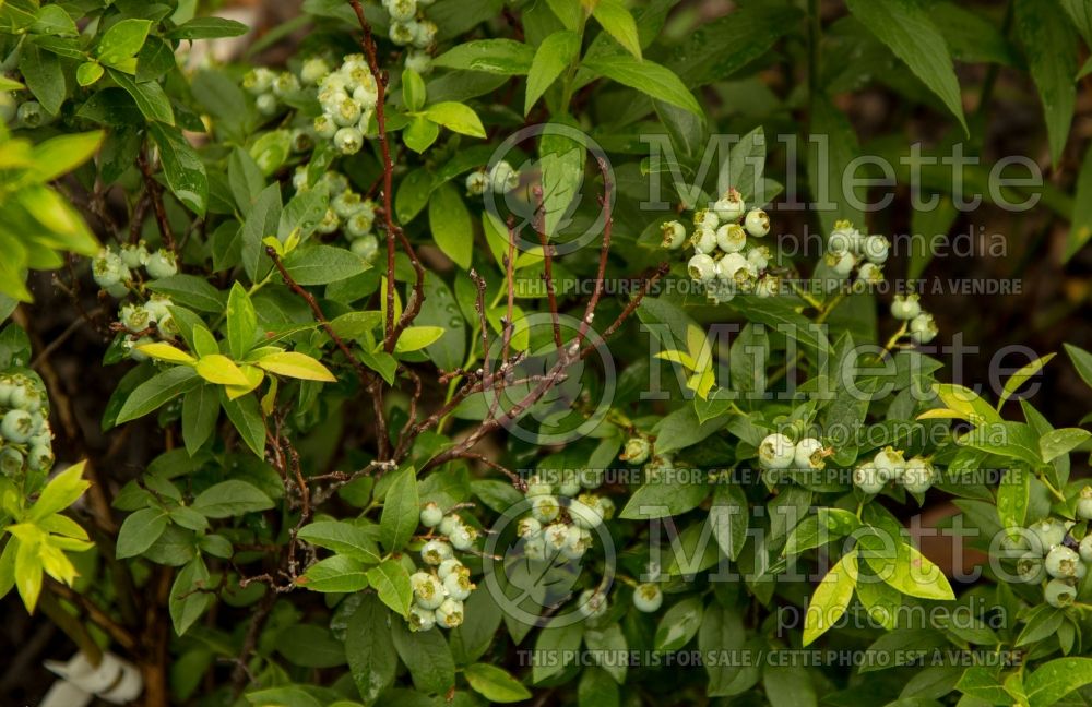 Vaccinium Tophat or Top Hat (Blueberry) 2 