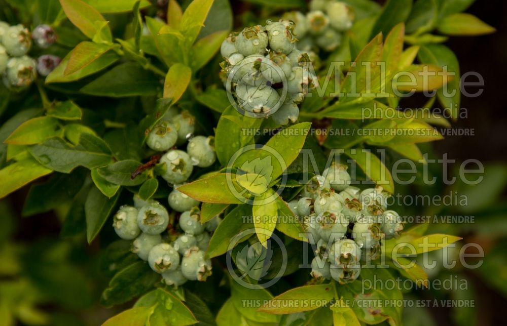 Vaccinium Tophat or Top Hat (Blueberry) 3 