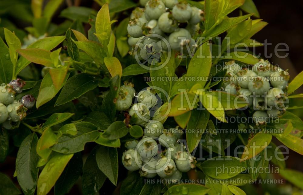 Vaccinium Tophat or Top Hat (Blueberry) 4