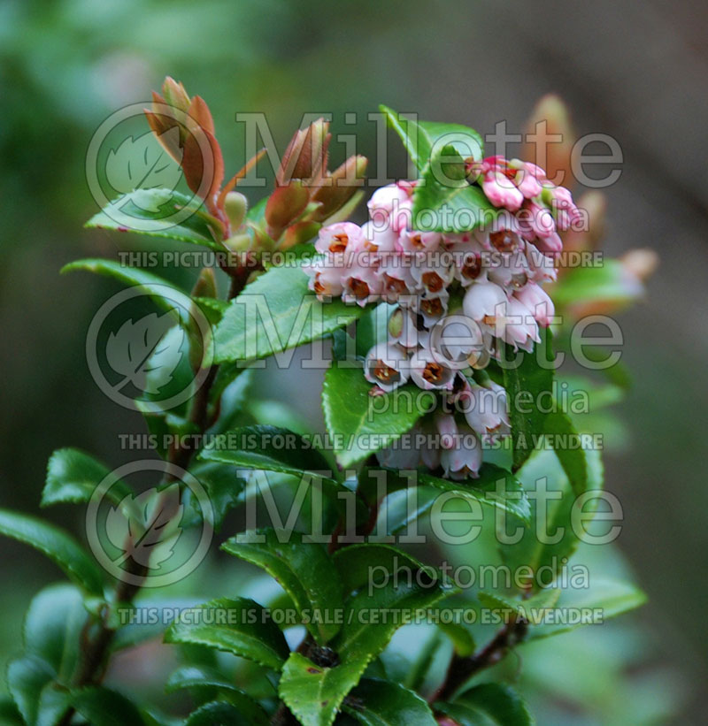 Vaccinium ovatum (Huckleberry) 2 