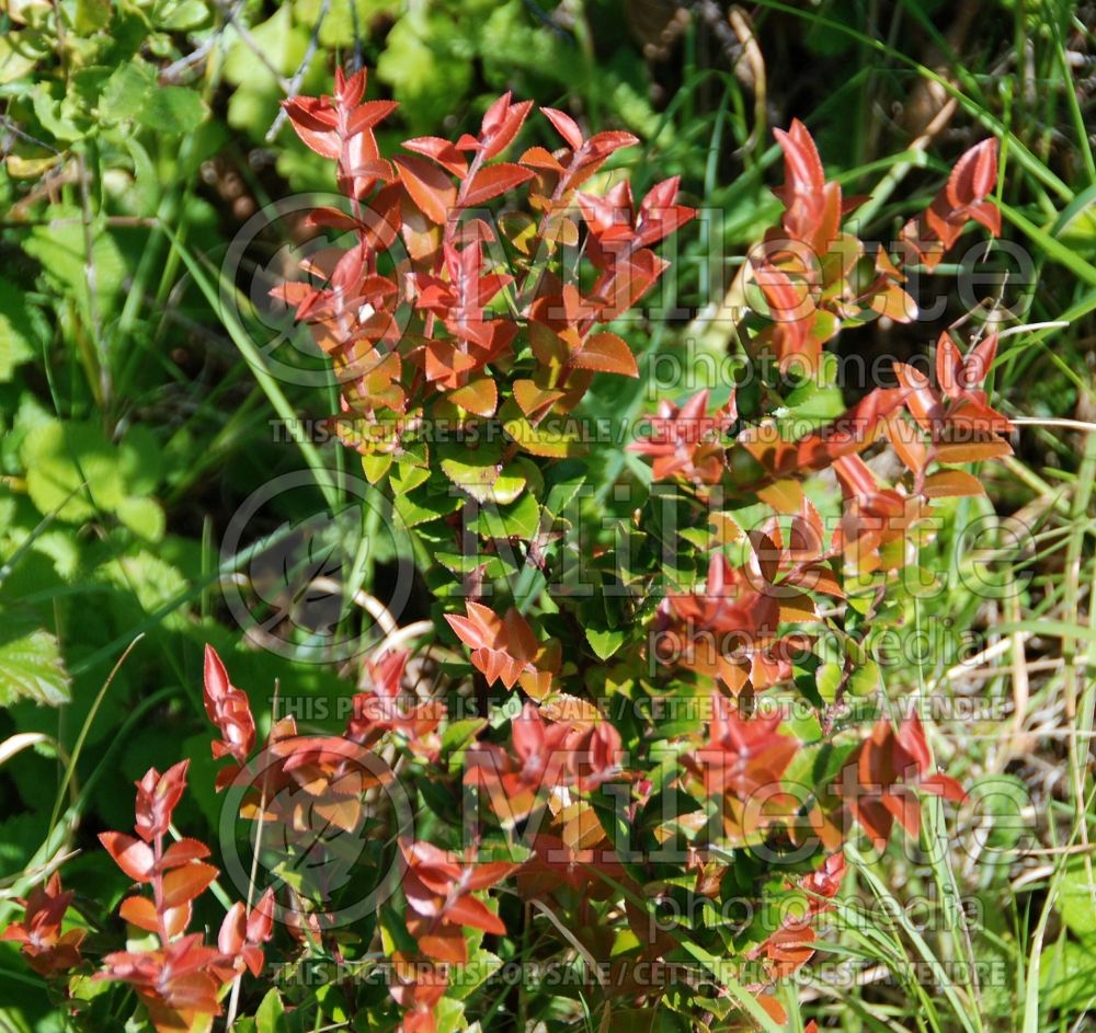 Vaccinium ovatum (Huckleberry) 3 