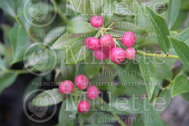 Vaccinium Pink Lemonade (Pink Blueberry) 2 