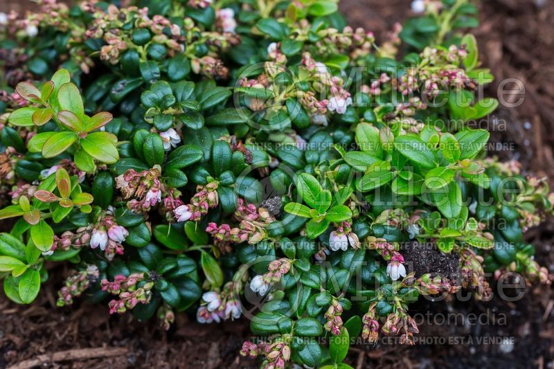 Vaccinium vitis-idaea minus (Dwarf Lingonberry) 1 