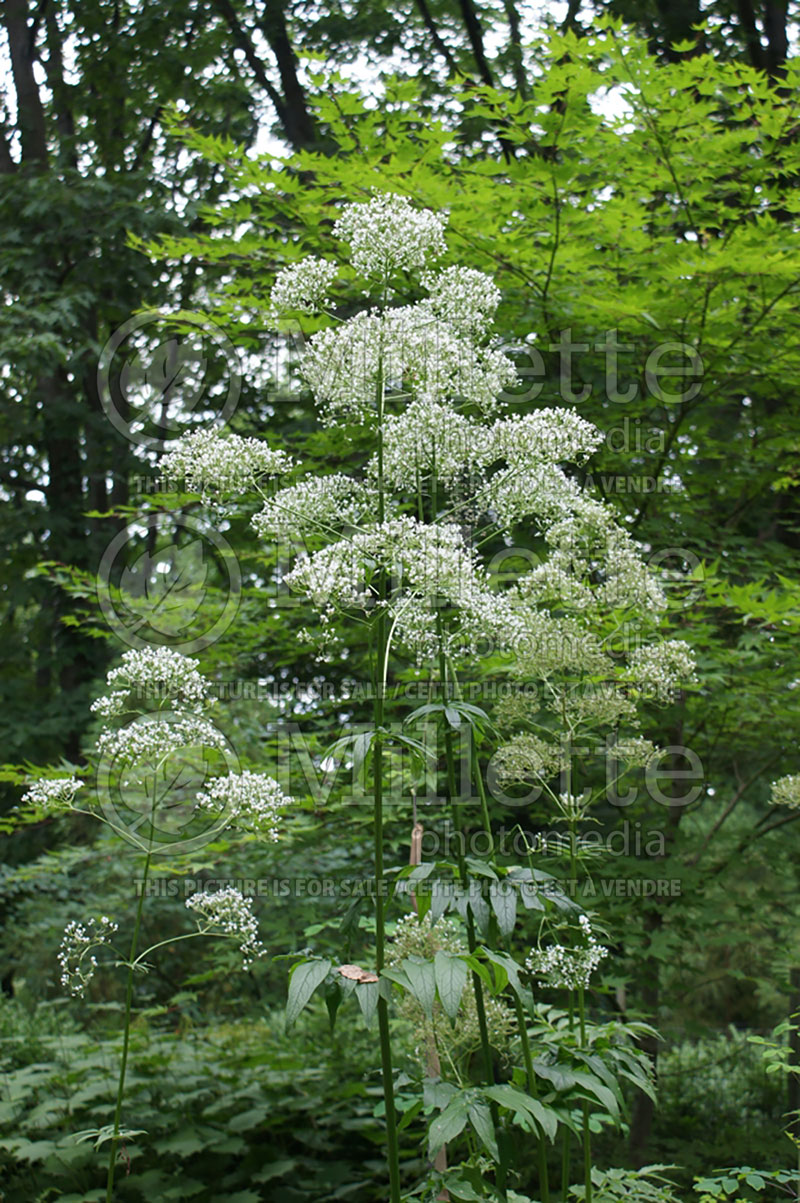 Valeriana officinalis (Valerian Garden heliotrope) 2 