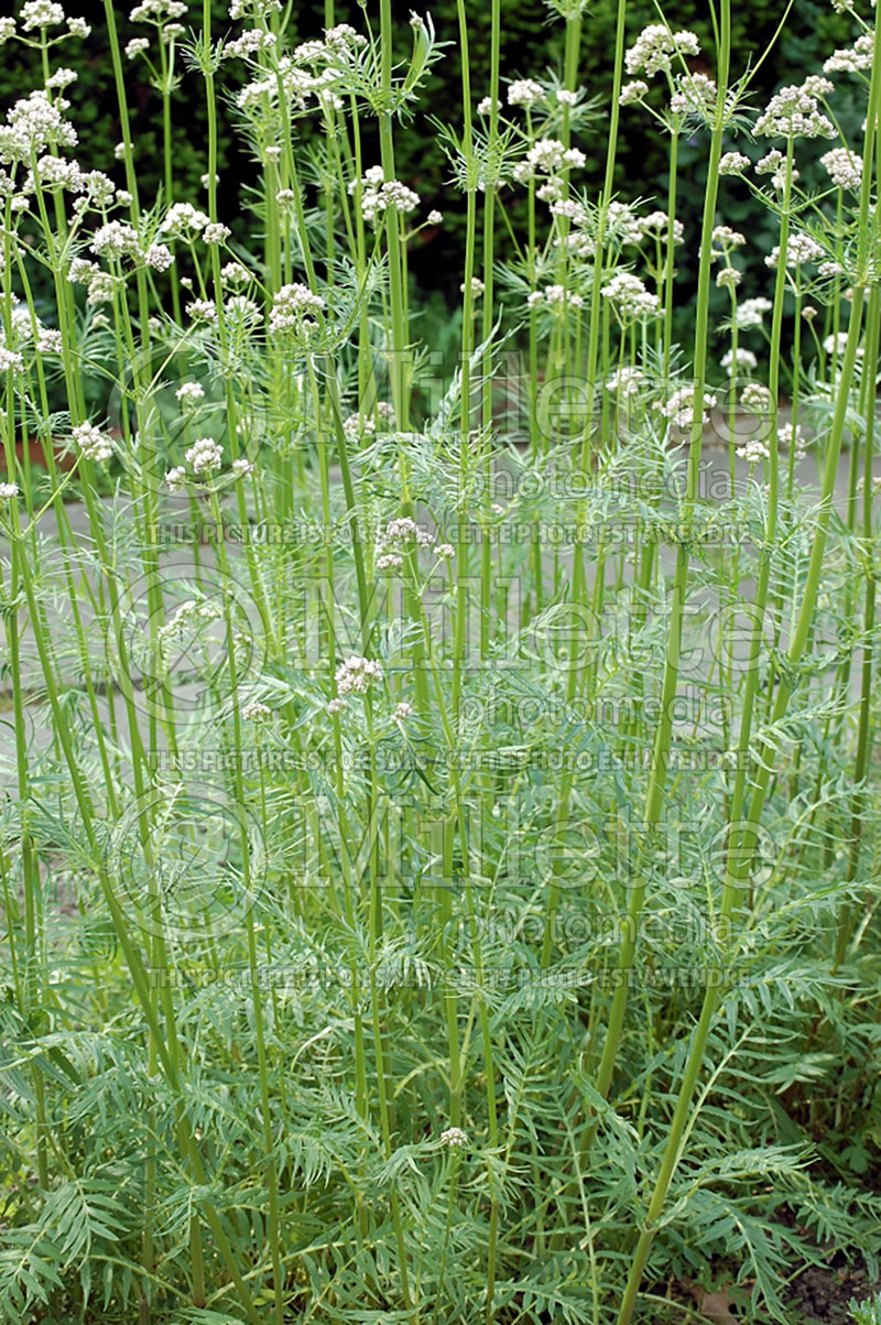 Valeriana officinalis (Valerian Garden heliotrope) 1 