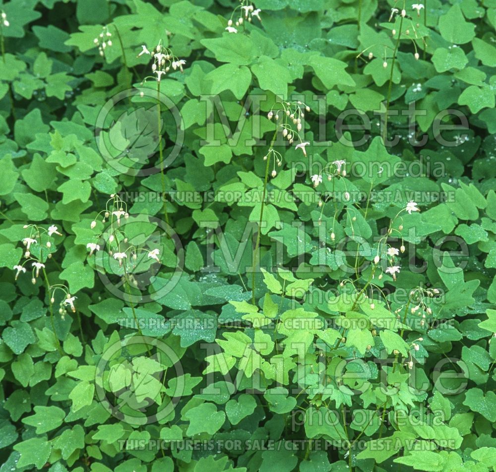 Vancouveria hexandra (American barrenwort Insideout Flower) 6  