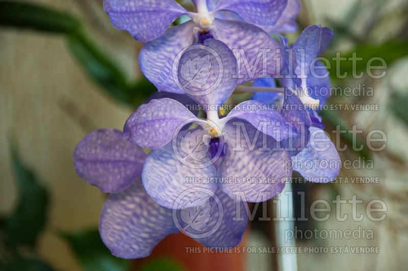 Vanda coerulea (blue orchid)  1