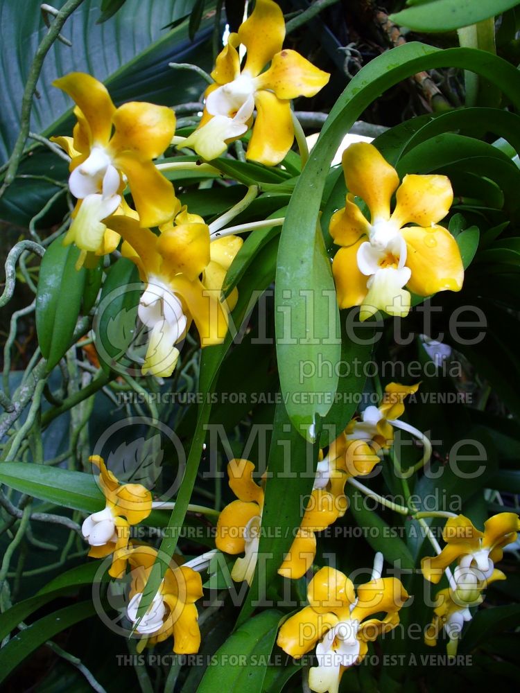 Vanda denisoniana (blue orchid)  1