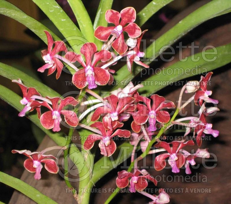 Vanda limbata (Orchid) 1 