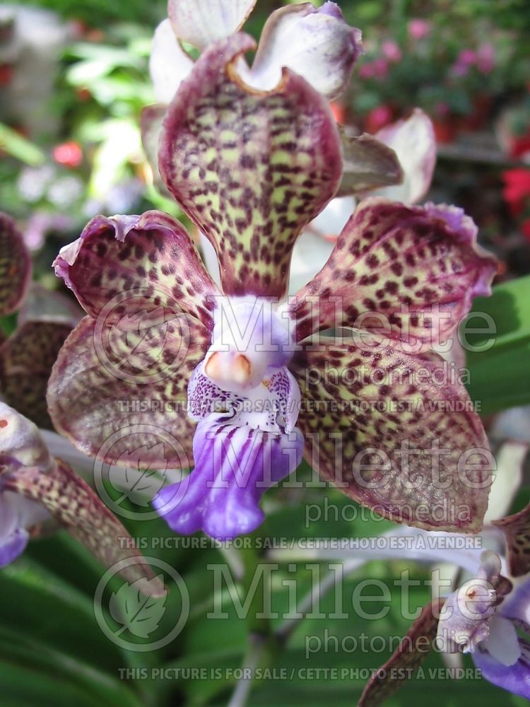 Vanda Mimi Palmer (Vanda orchid)  1