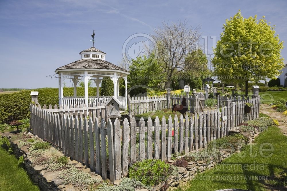 Vegetable garden plot enclosed by old grey weathered wooden rustic picket fence 1