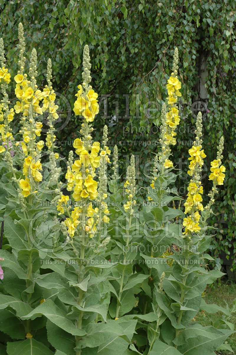 Verbascum Banana Custard (Purple Mullein) 1  