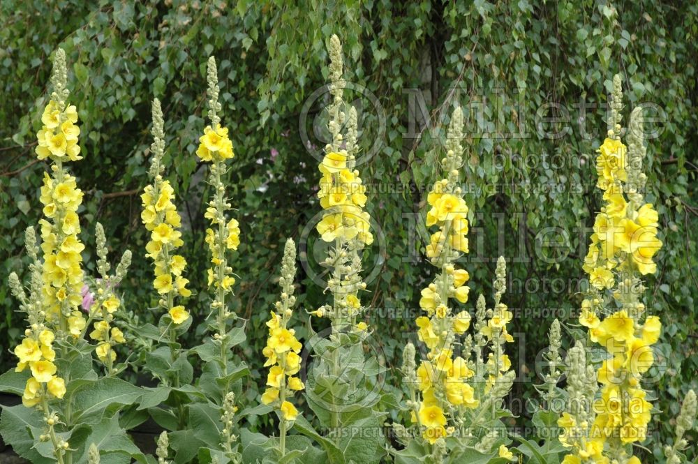 Verbascum Banana Custard (Purple Mullein) 2    