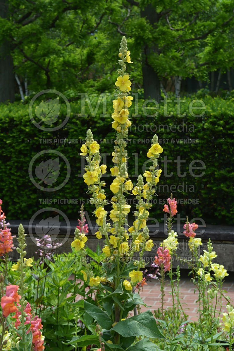 Verbascum Banana Custard (Purple Mullein) 3  