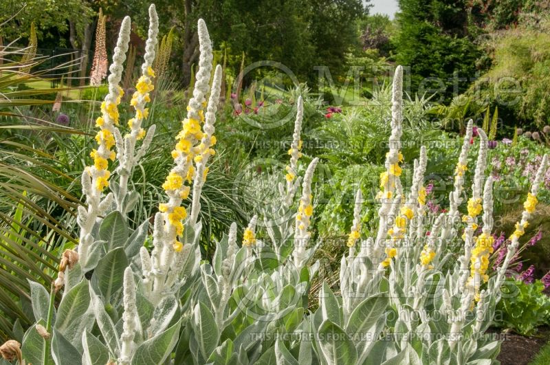 Verbascum bombyciferum (Purple Mullein) 1  