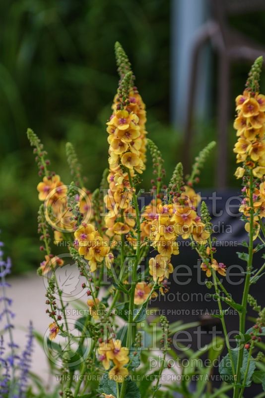 Verbascum Clementine (Mullein) 2  