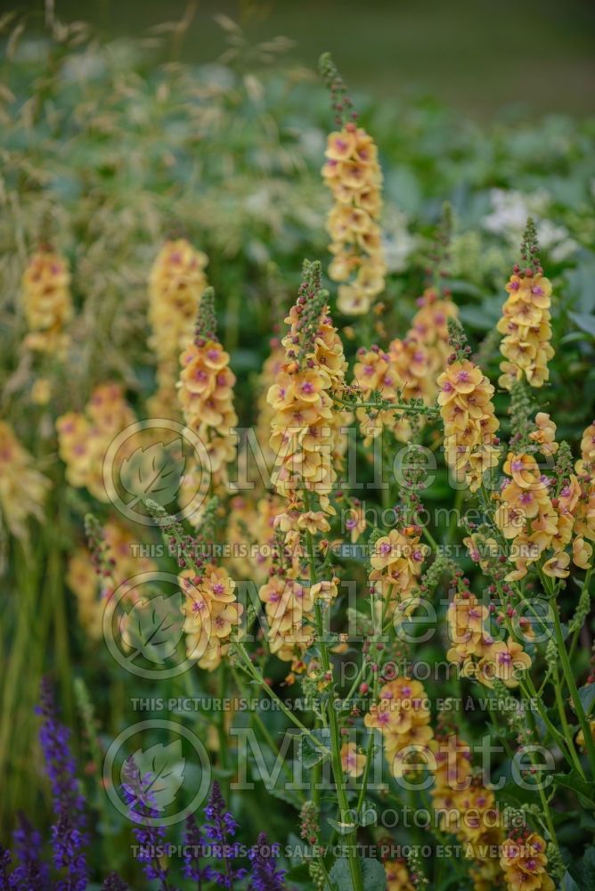 Verbascum Clementine (Purple Mullein) 1  