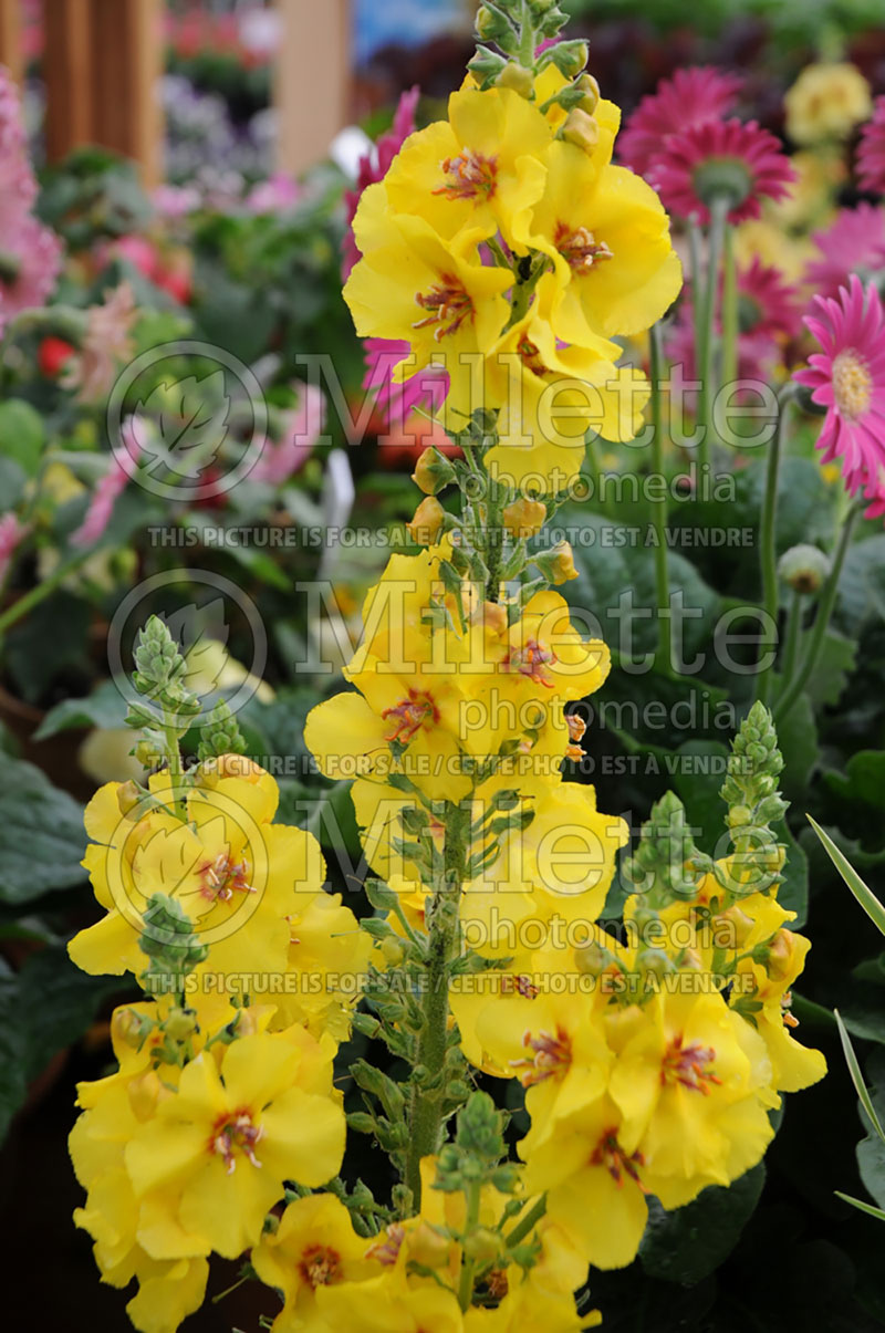 Verbascum Lemon Sorbet (Mullein) 1  