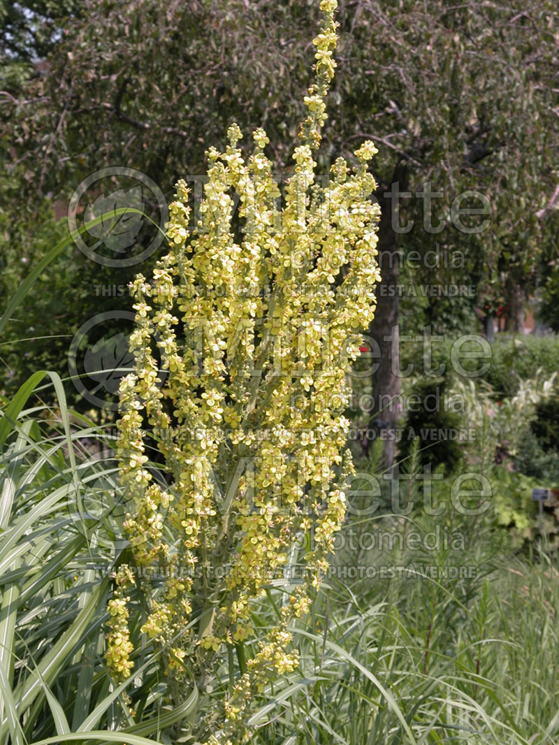 Verbascum olympicum (Mullein)   1