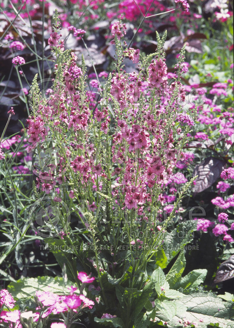 Verbascum Pandora (Mullein) 1