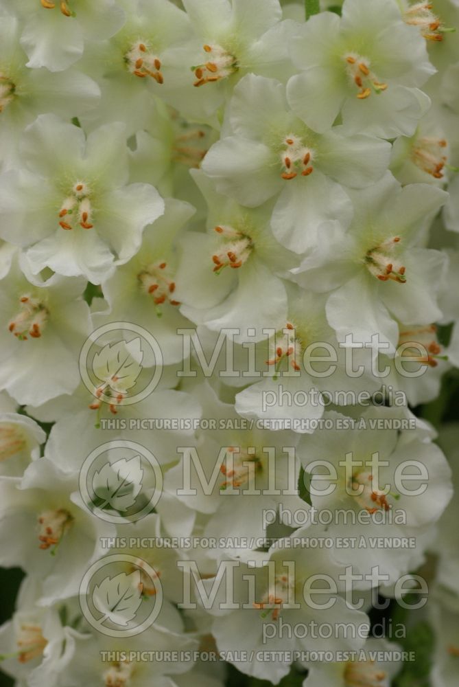 Verbascum Flush of White (Purple Mullein) 1  