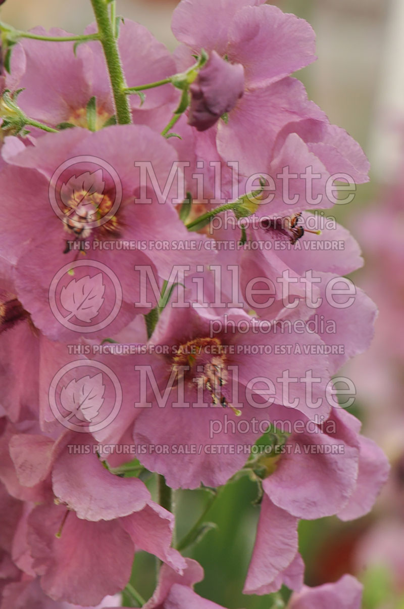 Verbascum Plum Smokey (Purple Mullein) 1  