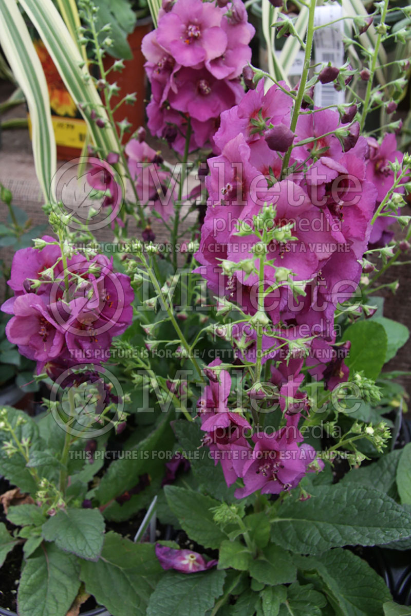 Verbascum Plum Smokey (Purple Mullein) 2  