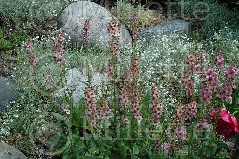 Verbascum Southern Charm (Mullein) 4