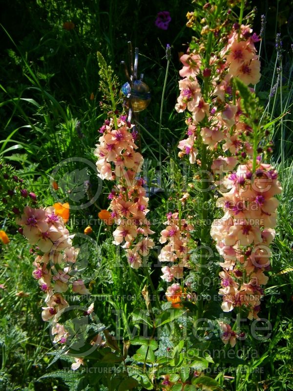 Verbascum Southern Charm (Mullein) 12 