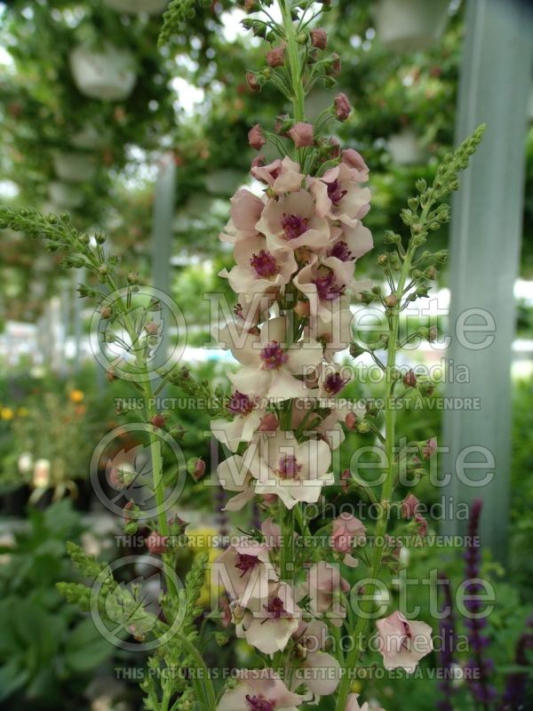 Verbascum Southern Charm (Mullein) 5  