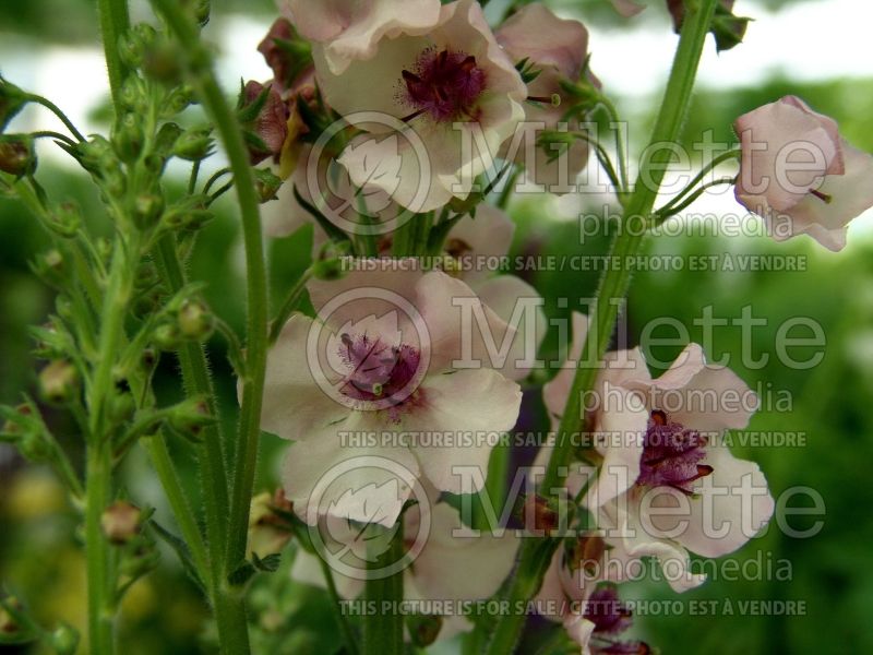 Verbascum Southern Charm (Mullein) 7 