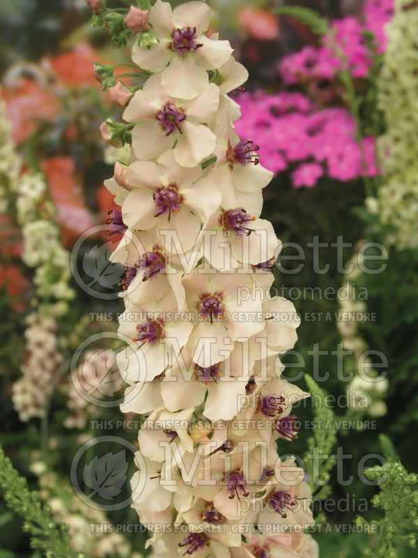 Verbascum Southern Charm (Mullein) 9 