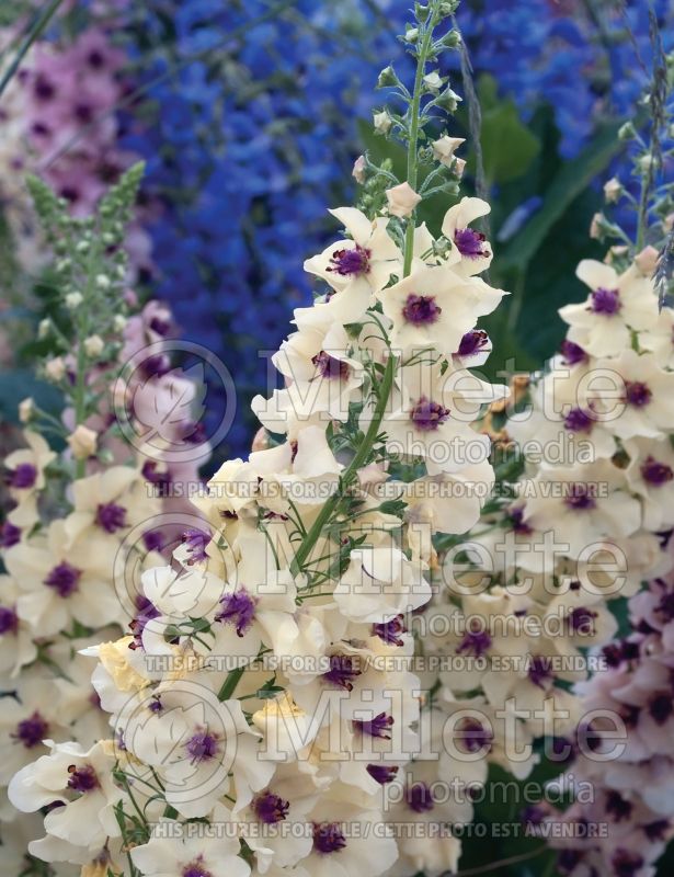 Verbascum Southern Charm (Mullein) 10 