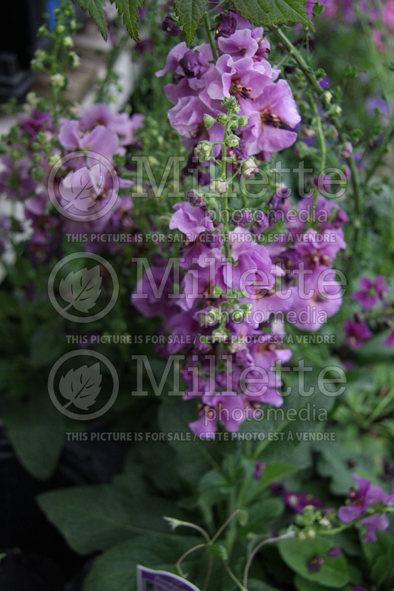 Verbascum Sugar Plum (Mullein) 1