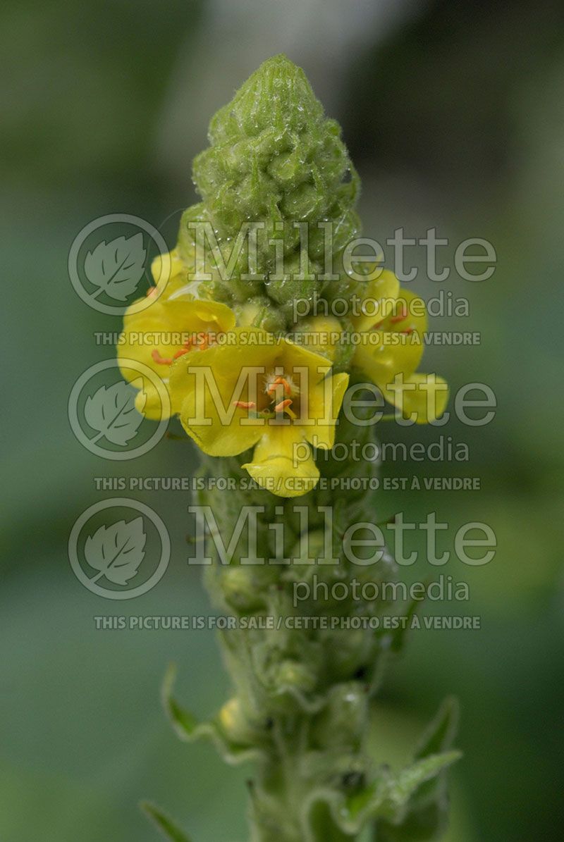 Verbascum thapsus (Mullein) 1