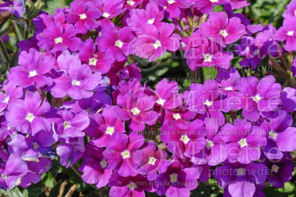 Verbena Aztec Violet (Verbena) 1