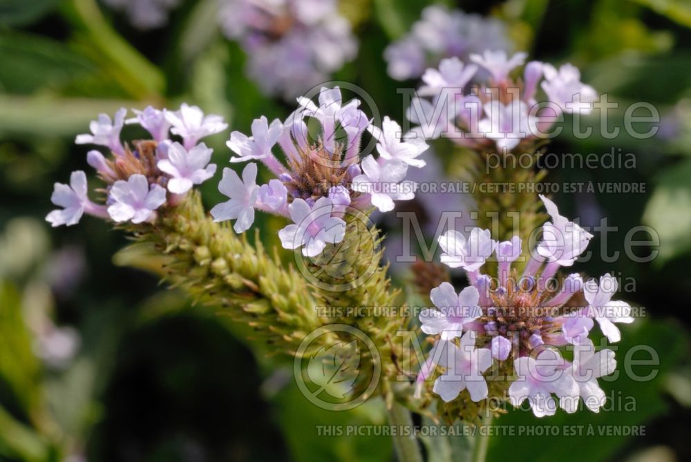 Verbena Polaris (vervain) 1  