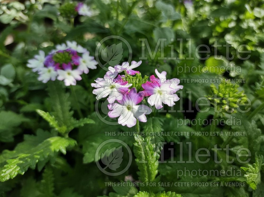 Verbena Sparkle Purple Blues (Verbena) 1