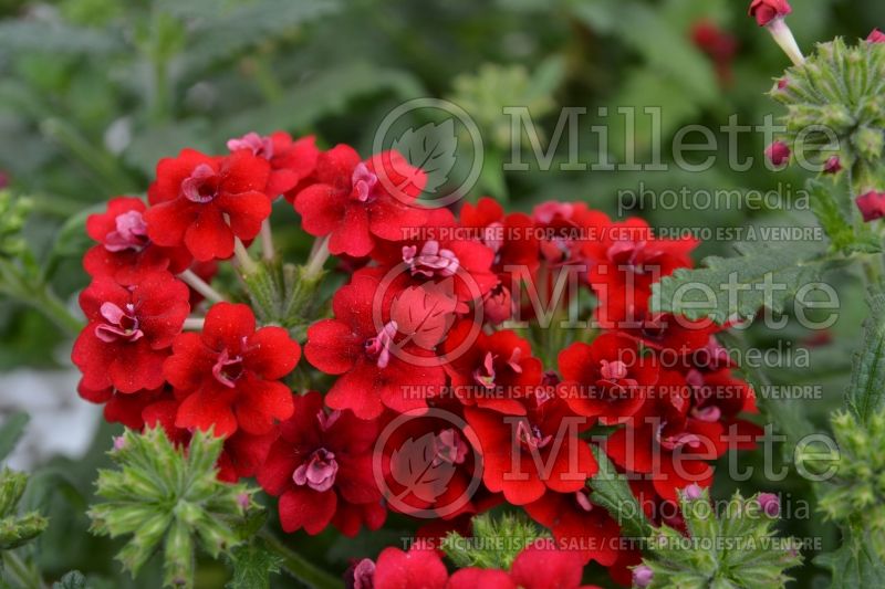 Verbena Corsage Red (vervain) 1  