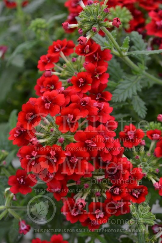 Verbena Corsage Red (vervain) 2  