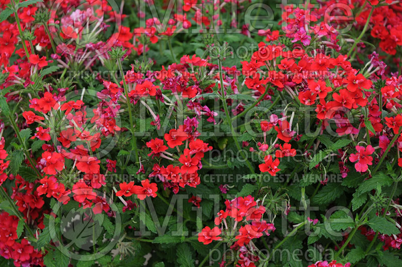 Verbena Corsage Rose (Verbena) 1 