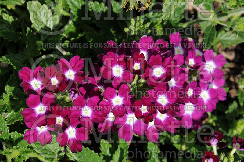 Verbena Red Fox Empress Burgundy Charm (Verbena)  